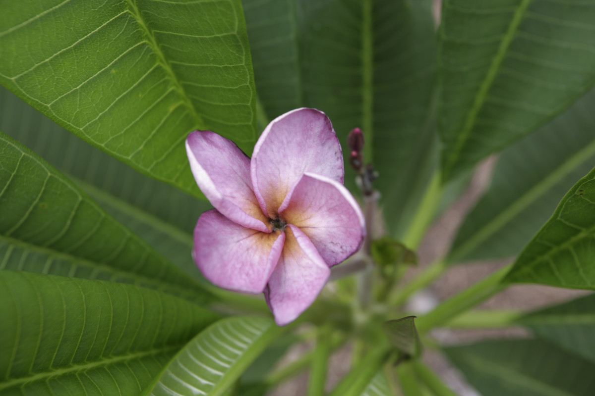 New Purple aka Muang Puang Plumeria