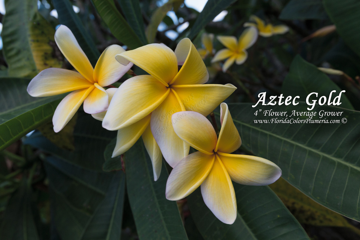 Aztec Gold Plumeria