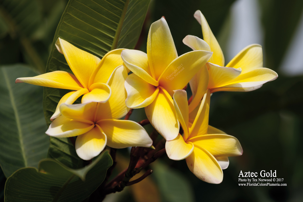 Aztec Gold Plumeria