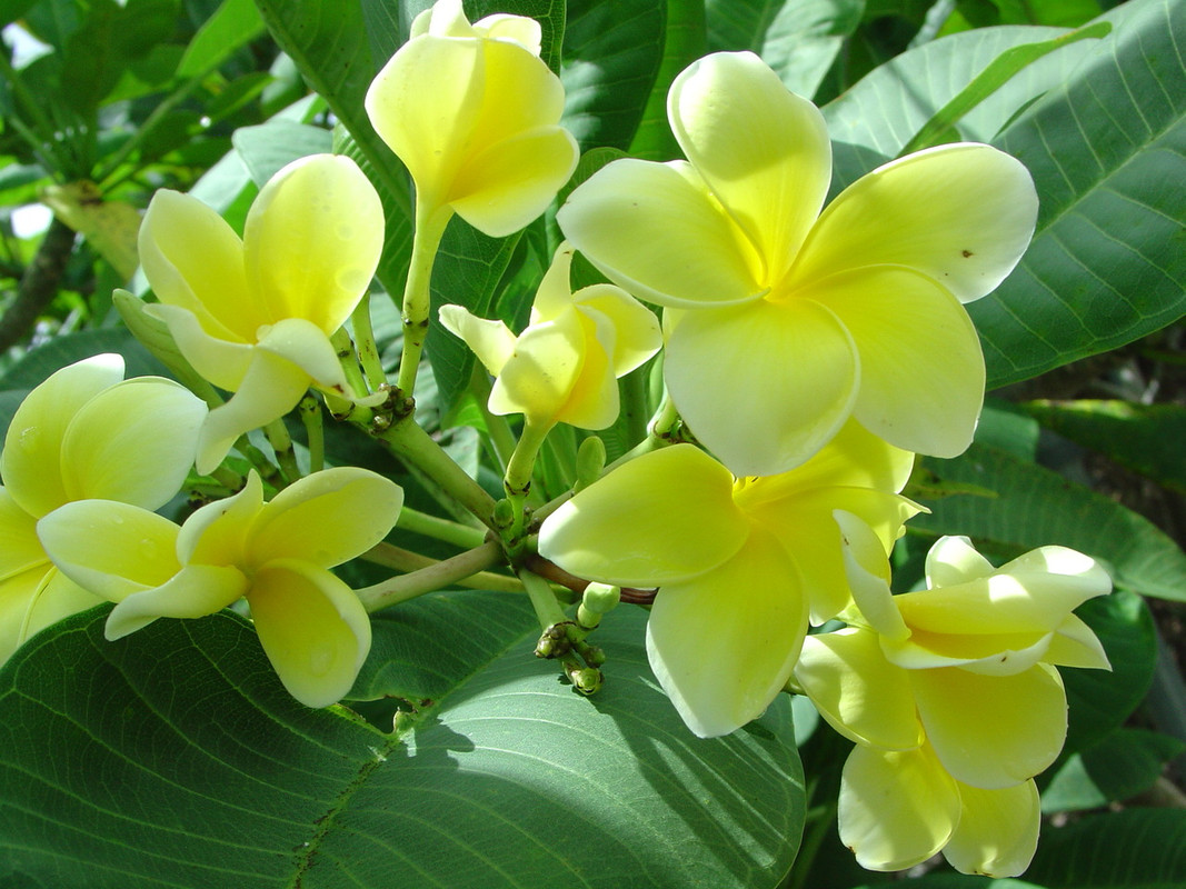 Limoncello FCN Plumeria