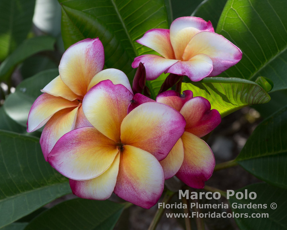 Marco Polo JJ Plumeria