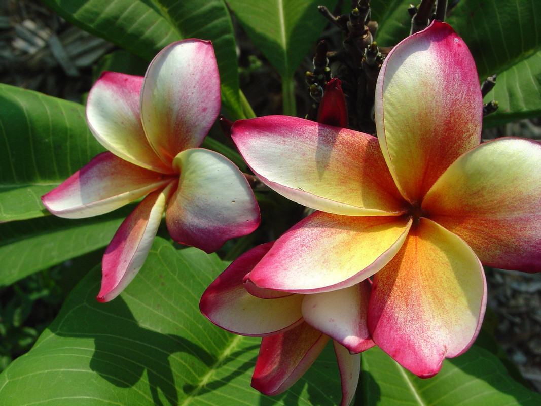 Marco Polo JJ Plumeria