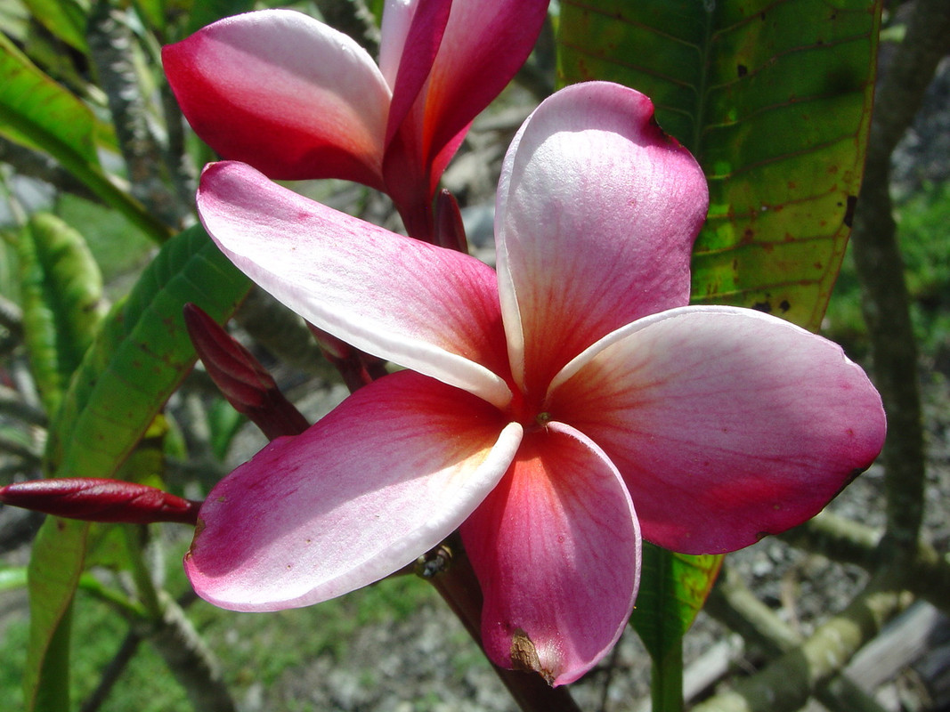 Mary Moragne Plumeria