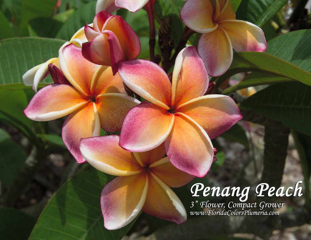 Penang Peach Plumeria