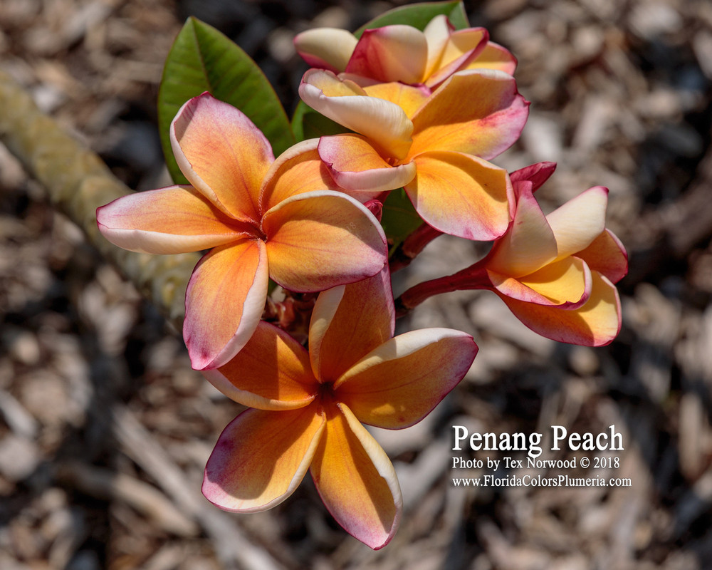 Penang Peach Plumeria