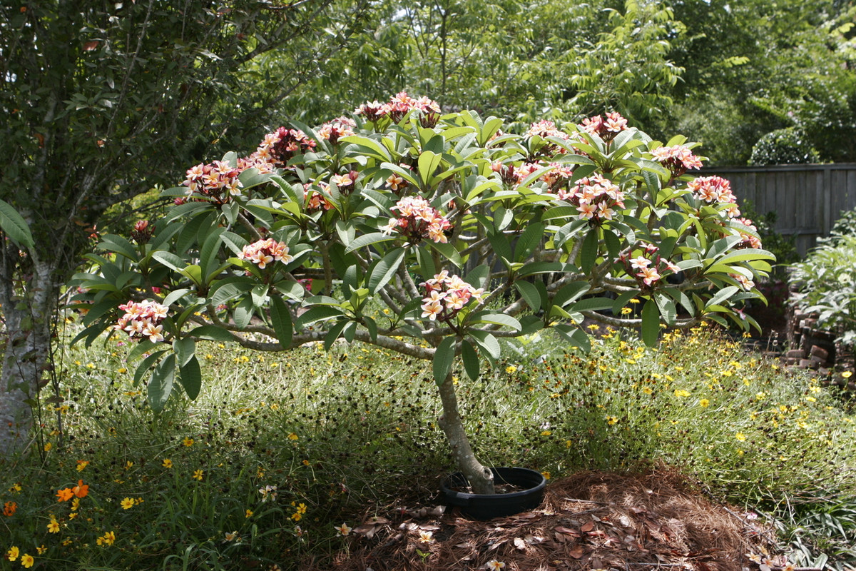 Penang Peach Plumeria