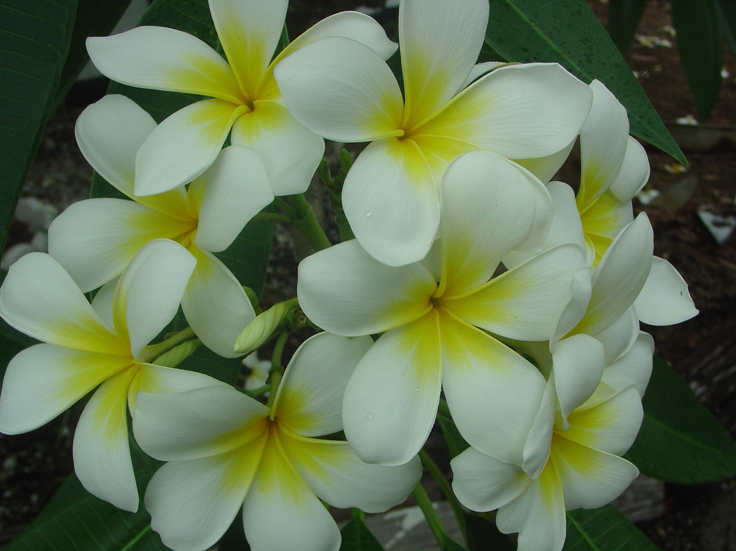 Polynesian White aka Sherman Plumeria