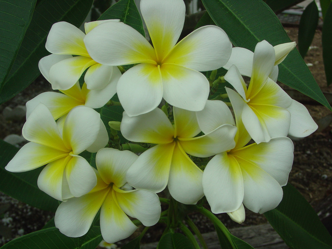 Polynesian White aka Sherman Plumeria