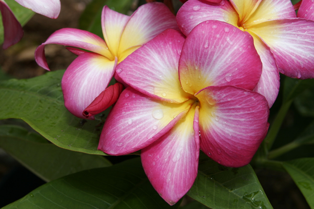 Raspberry Sundae Plumeria