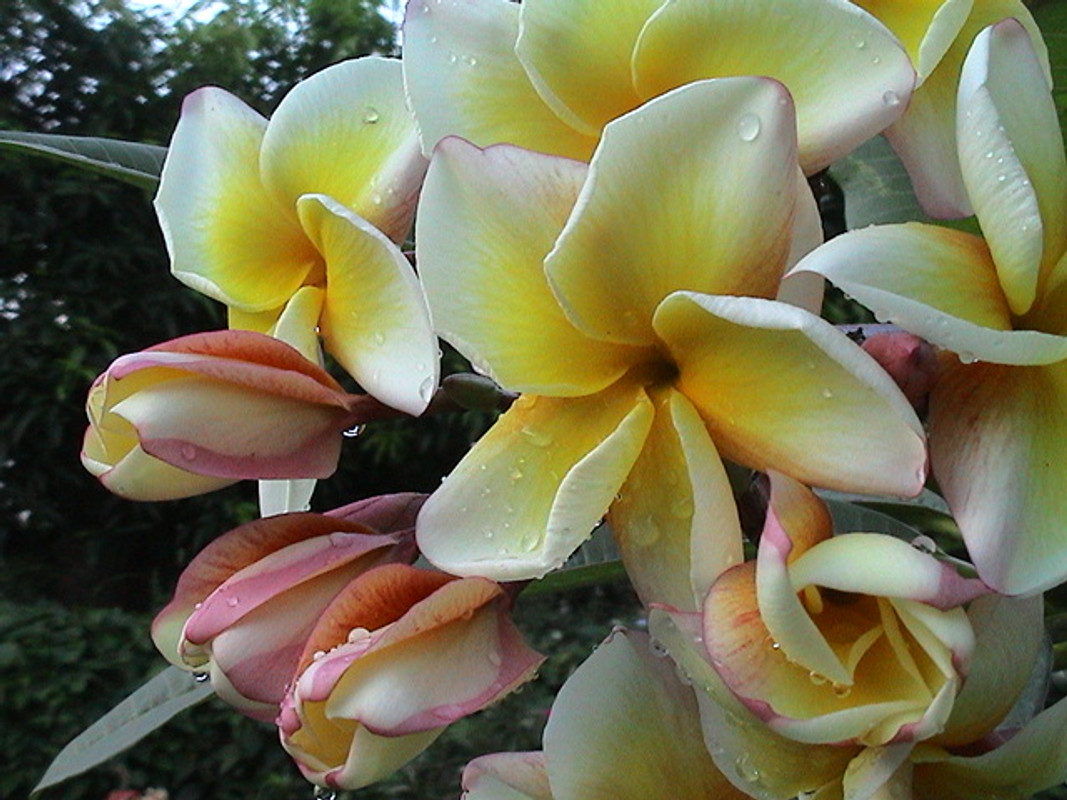 Cyndi Moragne Plumeria