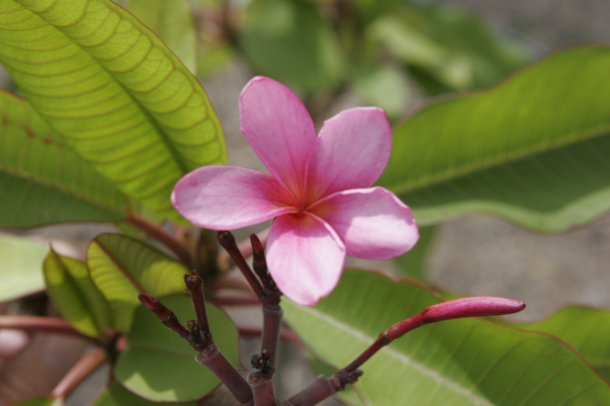 Leilani Plumeria