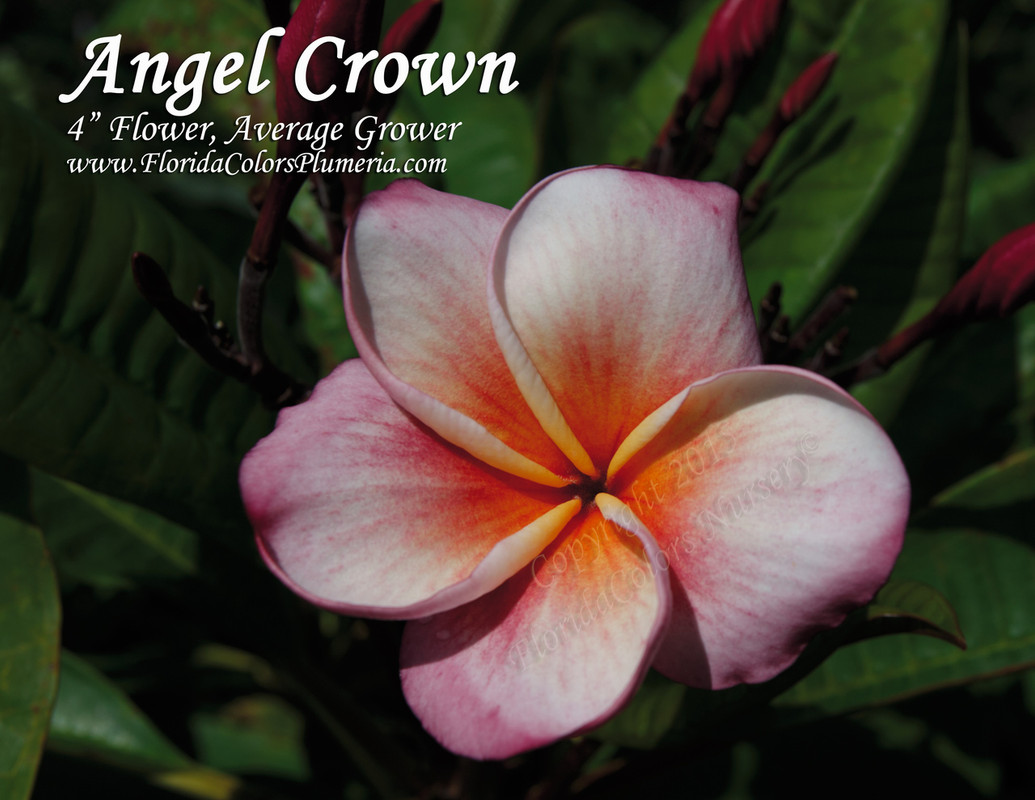 Angel Crown Plumeria