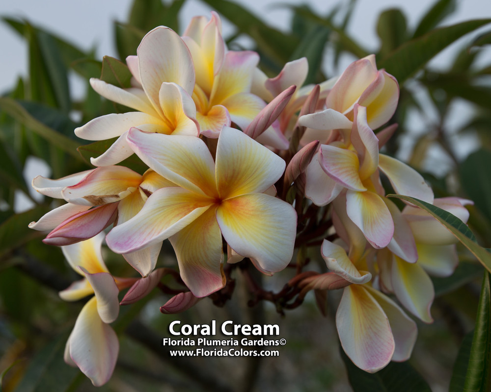 Coral Cream Plumeria