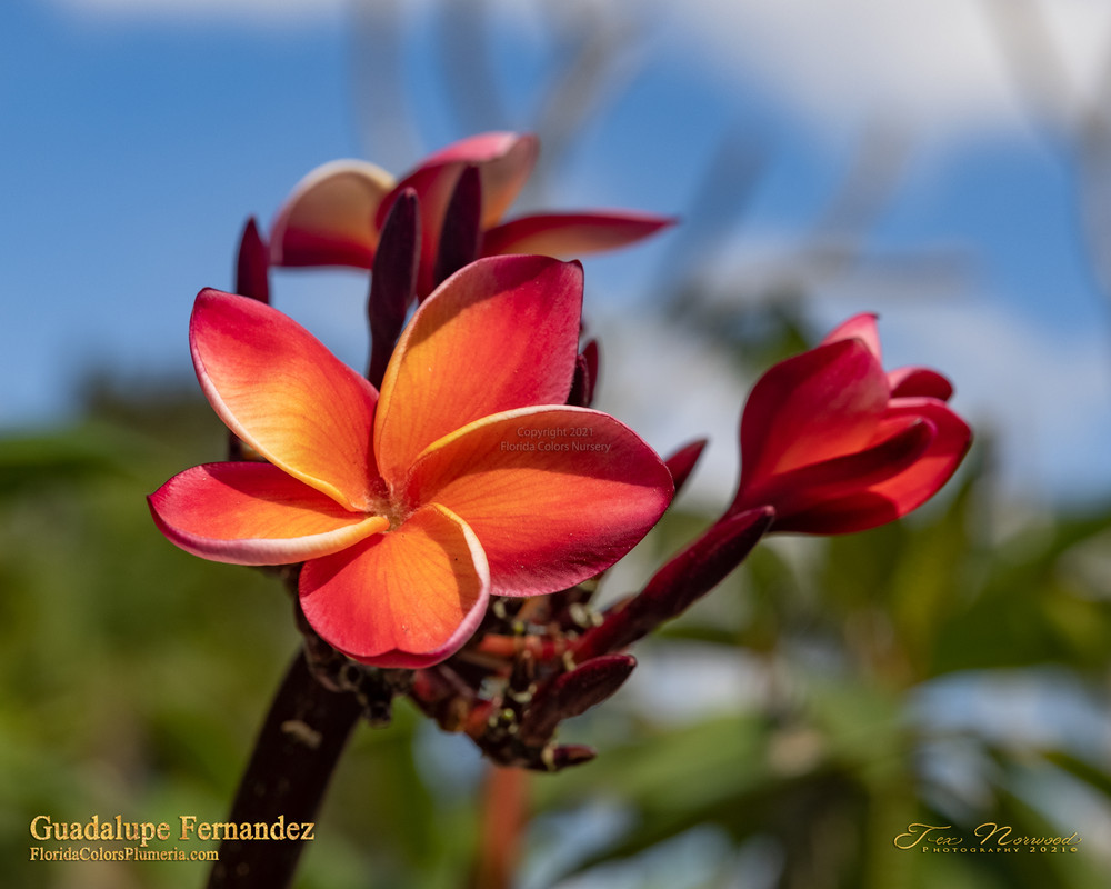 Guadalupe Fernandez Plumeria