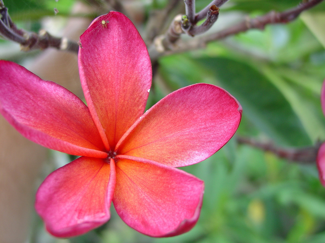 Kona Hybrid aka Horace Clay Plumeria