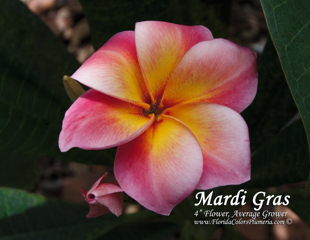 Mardi Gras Plumeria