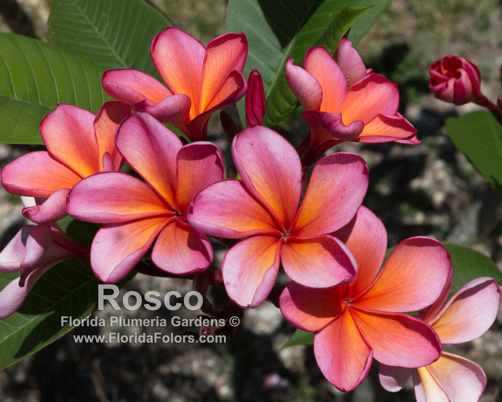 Roscoe aka Tropical Tangerine, Sunburst Glory Plumeria