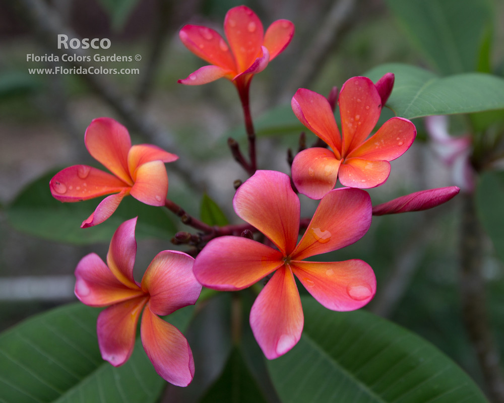 Roscoe aka Tropical Tangerine, Sunburst Glory Plumeria