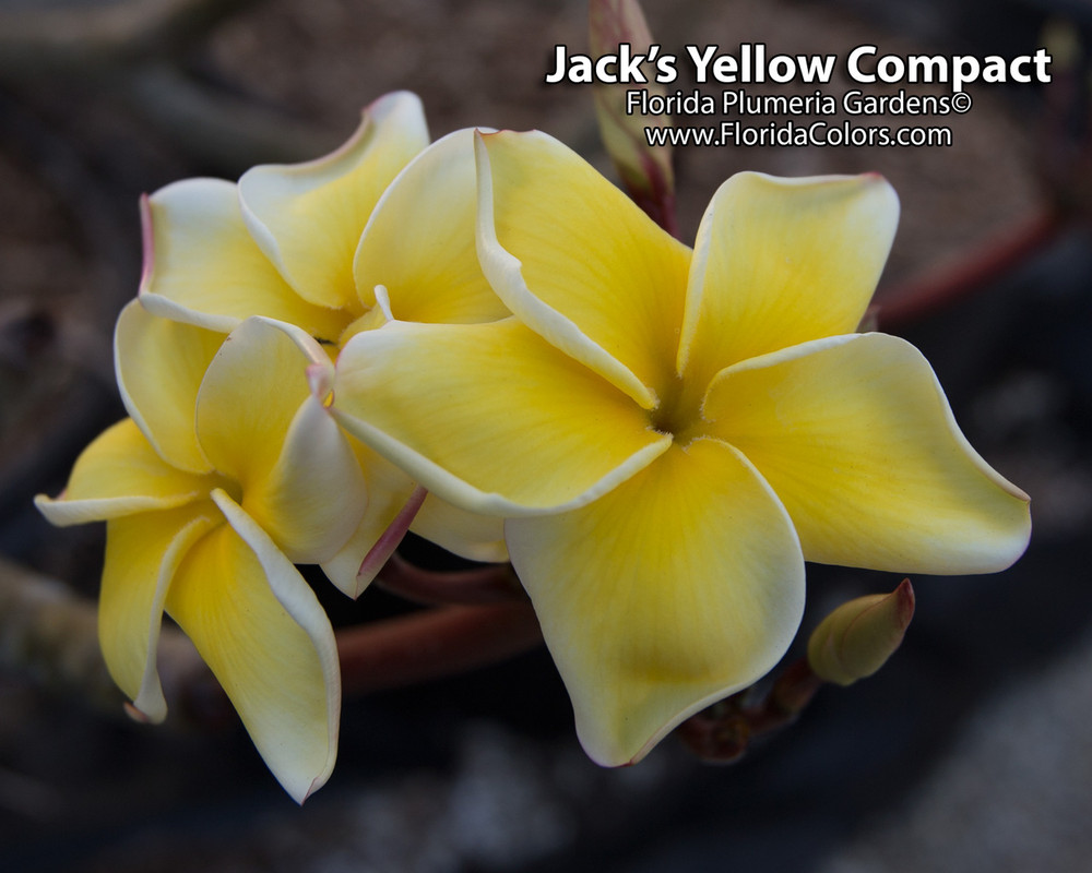 Jack's Compact Yellow JJ Plumeria