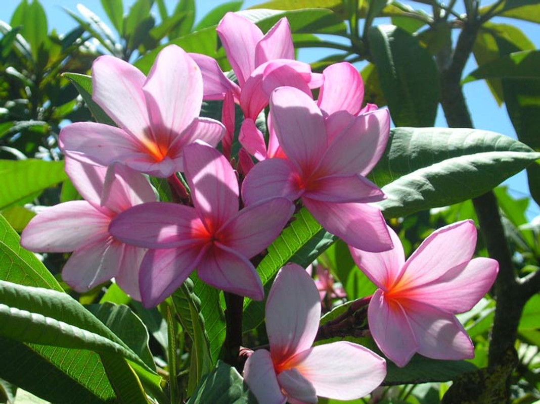 Lilac Mist Plumeria