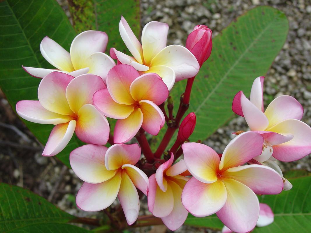 Marion B FCN Plumeria