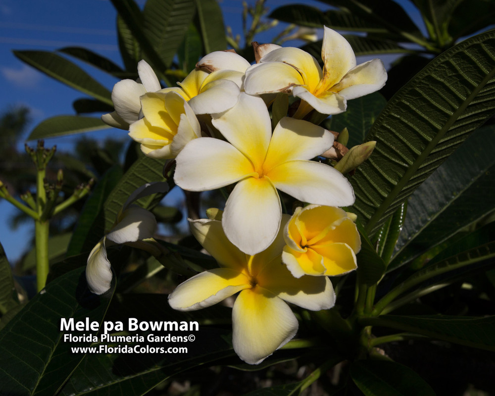 Mele Pa Bowman Plumeria