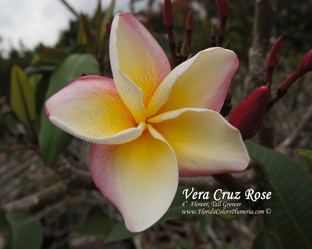Vera Cruz Rose Plumeria