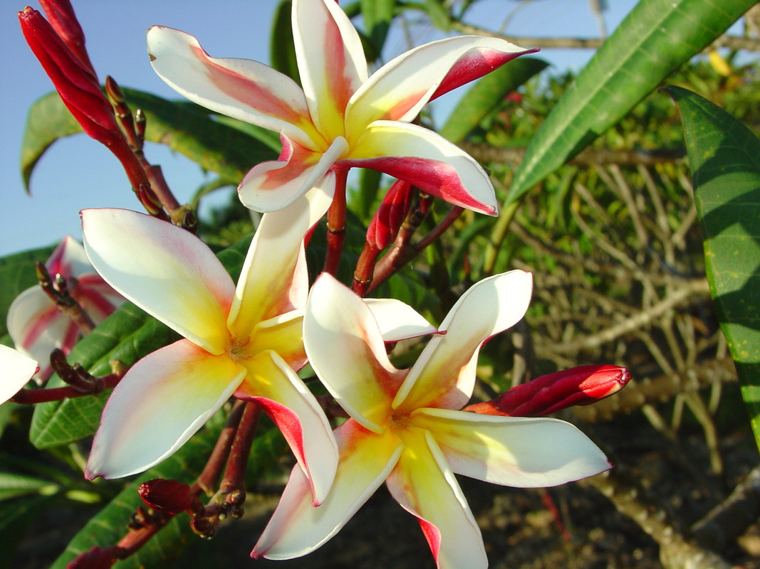 Madame Poni Plumeria