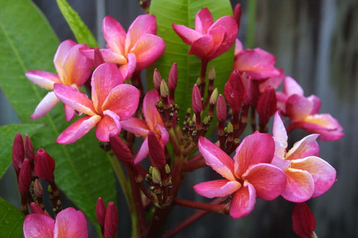 Bill Moragne Plumeria