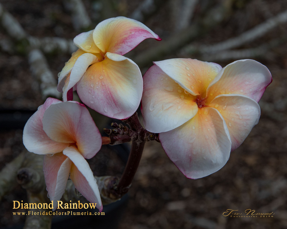 Sherbet Town aka Diamond Rainbow Plumeria