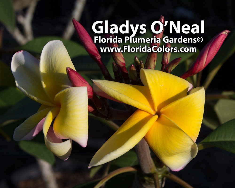 Gladys O'Neal FCN Plumeria