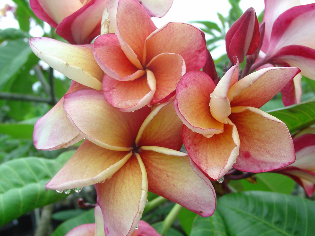 India Plumeria