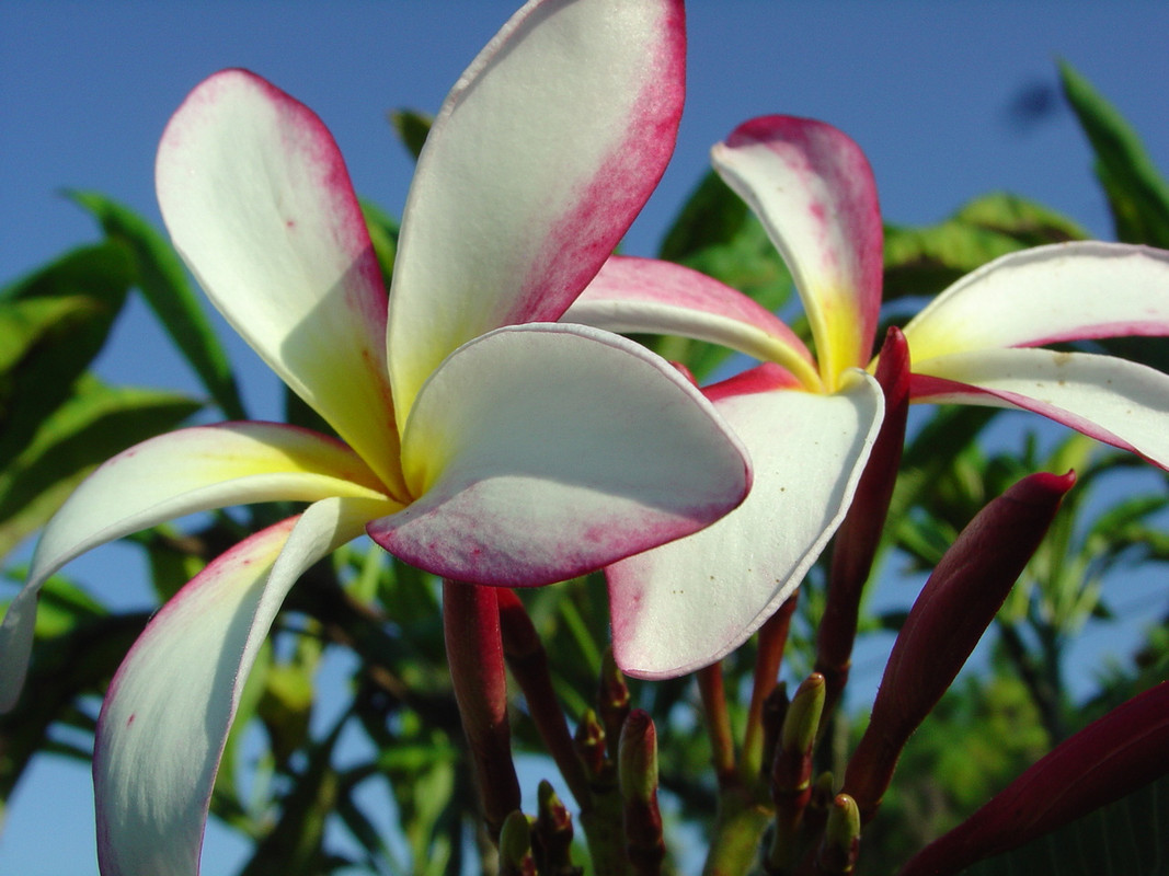 Linda Plumeria