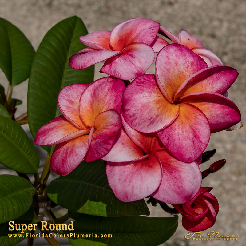 Super Round JJ aka J115, Sangwan Tabtim Plumeria