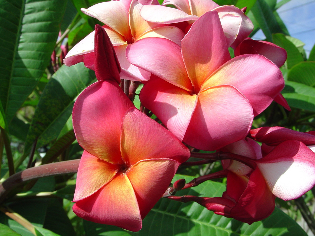 Marengo FCN Plumeria