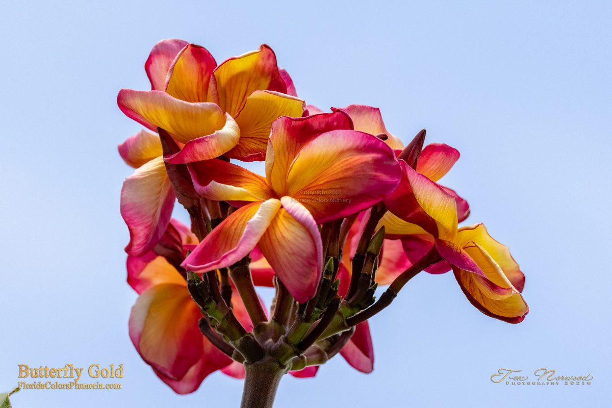 Butterfly Gold Plumeria