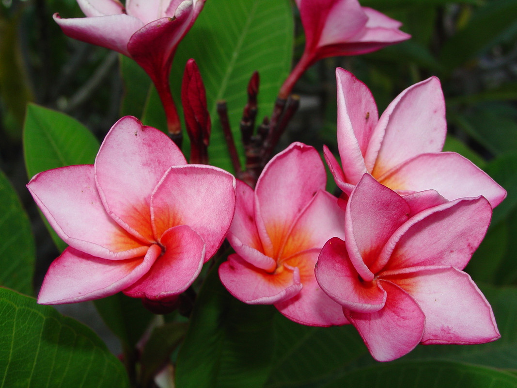 La Belle Plumeria