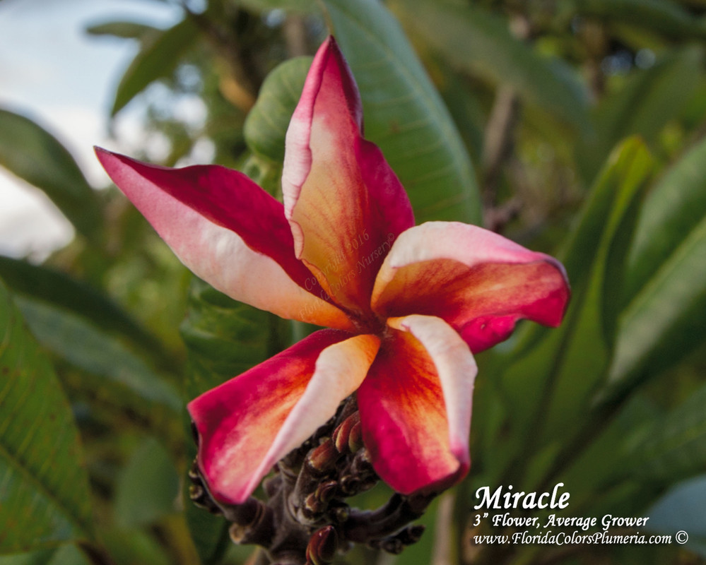 Miracle Plumeria