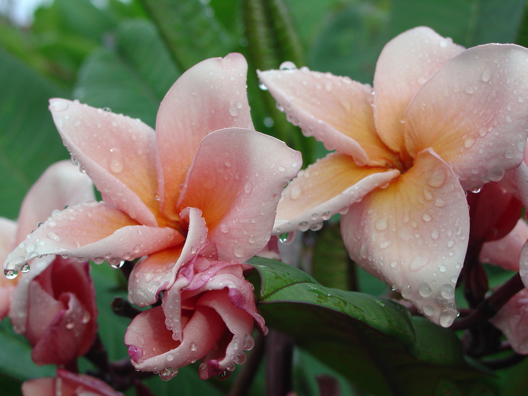 Salmon Pink aka 4439 Plumeria