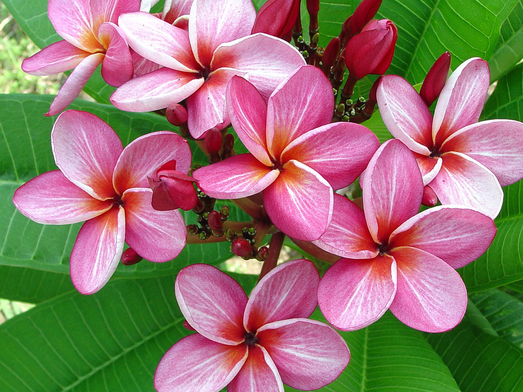 Star Ruby Plumeria