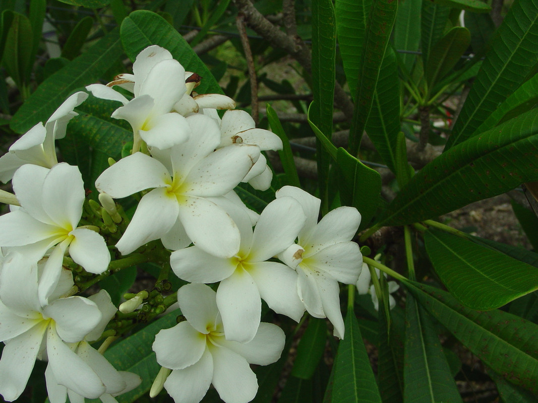 P. tuberculata Plumeria