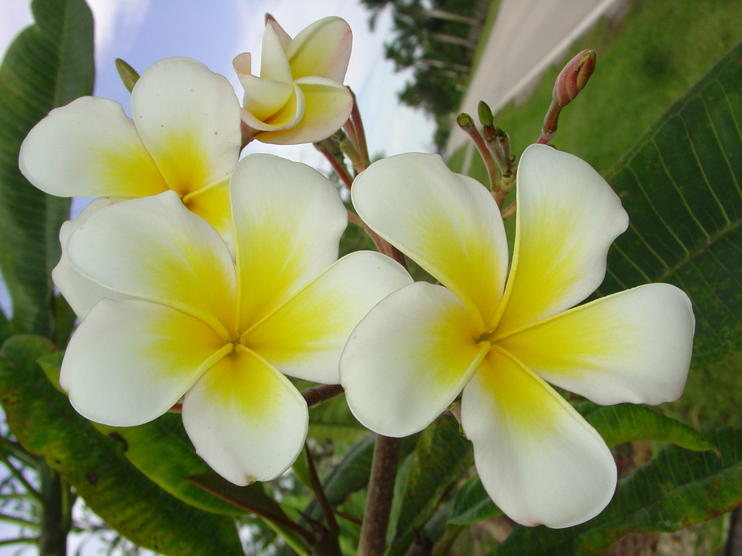 Luc's Gold Cup FCN Plumeria