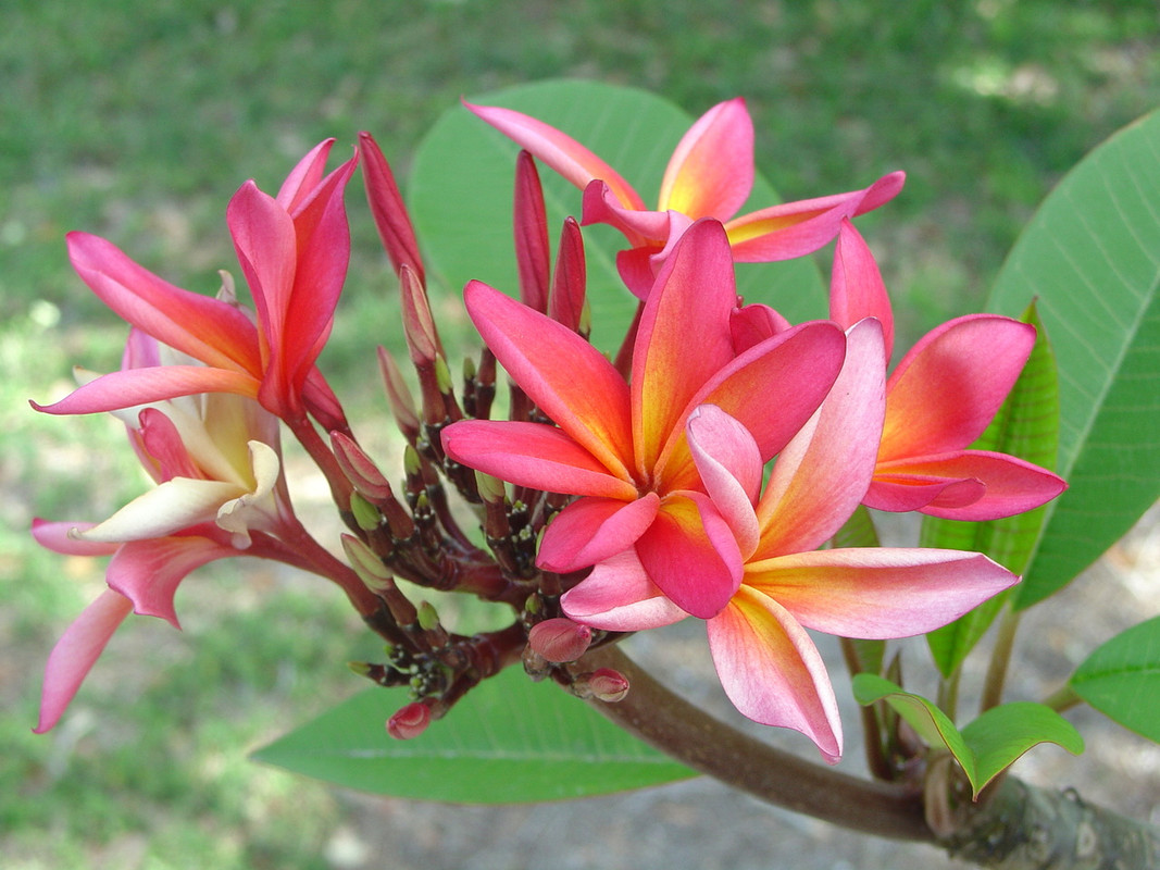 Kauka Wilder Plumeria