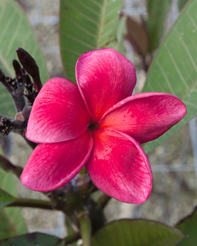 Abby's Ruby FCN Plumeria