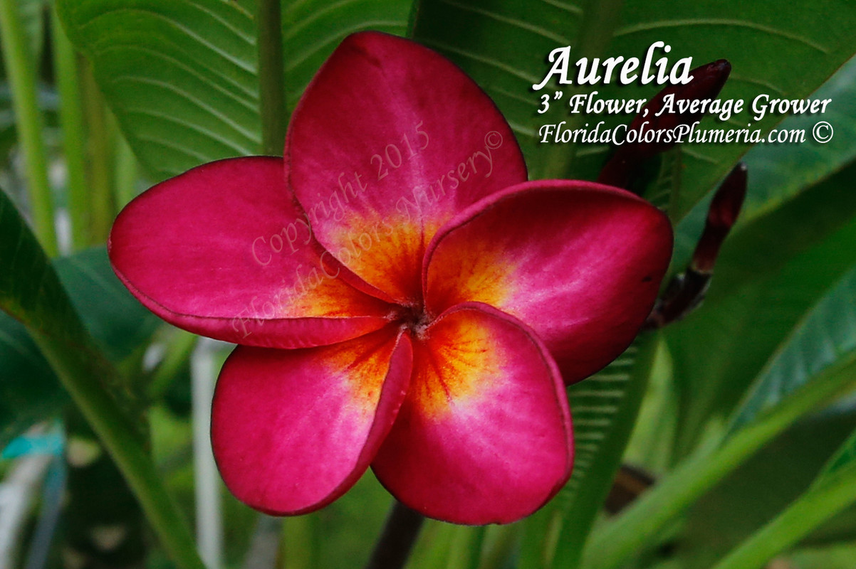 Aurelia Plumeria