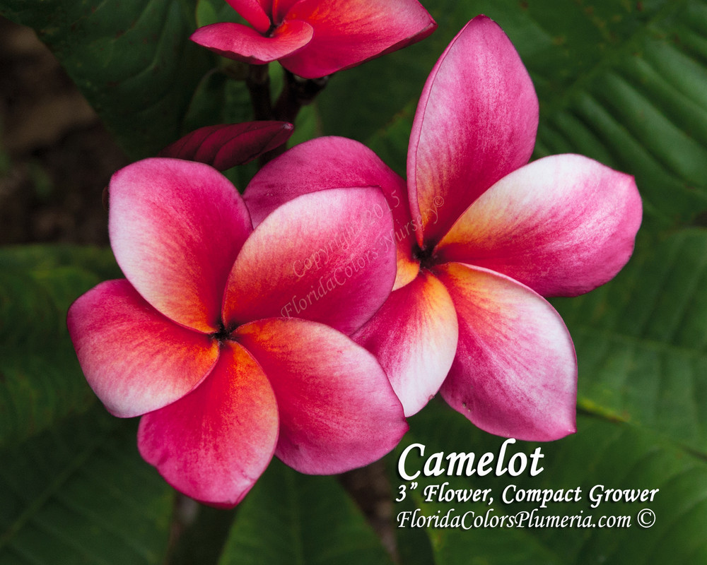 Camelot  FCN Plumeria