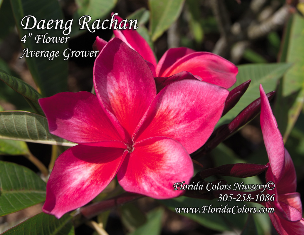 Daeng Rachen Plumeria