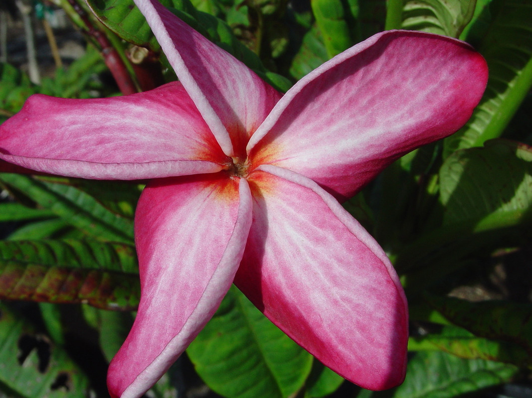 Debbie aka JJ Nirvana Plumeria