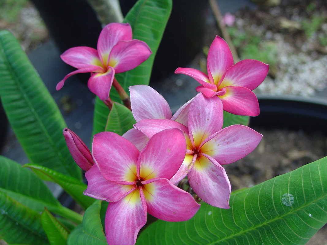 J Star aka JJ Vienna Rose Plumeria