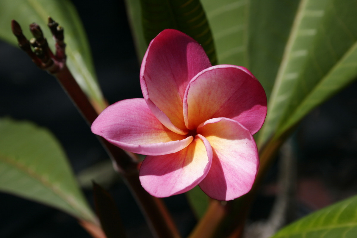 Kimoson FCN Plumeria